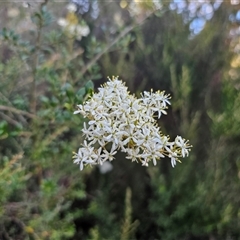 Bursaria spinosa subsp. lasiophylla (Australian Blackthorn) at Anembo, NSW - 21 Feb 2025 by Csteele4