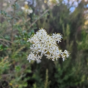 Bursaria spinosa subsp. lasiophylla (Australian Blackthorn) at Anembo, NSW - 21 Feb 2025 by Csteele4