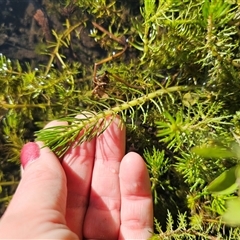 Myriophyllum crispatum (Water Millfoil) at Anembo, NSW - 21 Feb 2025 by Csteele4