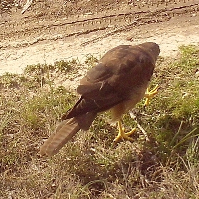 Tachyspiza fasciata (Brown Goshawk) at Borough, NSW - 19 Feb 2025 by Paul4K