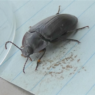 Pterohelaeus sp. (genus) (Pie-dish beetle) at Borough, NSW - 19 Feb 2025 by Paul4K