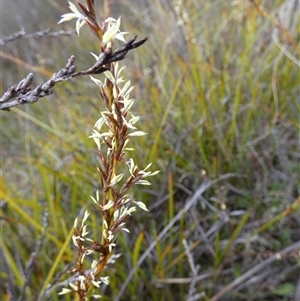 Lepidosperma laterale (Variable Sword Sedge) at Borough, NSW - 20 Feb 2025 by Paul4K