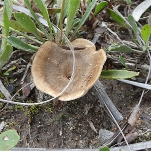 Unidentified Cap on a stem; pores below cap [boletes & stemmed polypores] by Paul4K