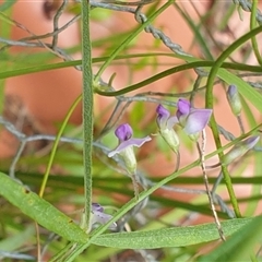 Unidentified Climber or Mistletoe by MazzV