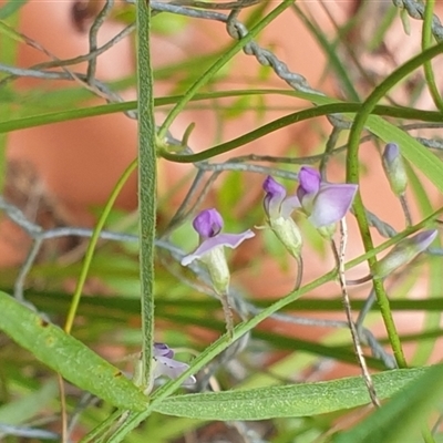 Unidentified Climber or Mistletoe by MazzV