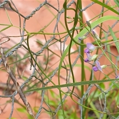 Glycine clandestina at Copmanhurst, NSW - suppressed
