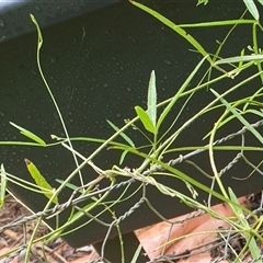 Glycine clandestina at Copmanhurst, NSW - suppressed