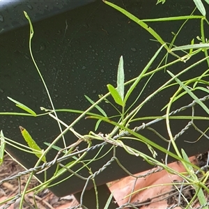 Glycine clandestina at Copmanhurst, NSW - suppressed