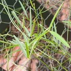 Glycine clandestina at Copmanhurst, NSW - suppressed