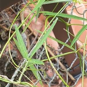 Glycine clandestina at Copmanhurst, NSW - suppressed