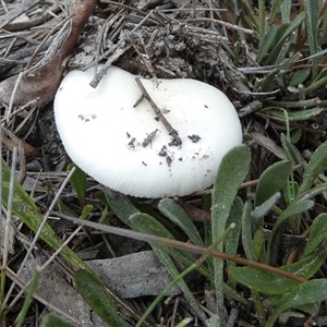 Unidentified Cap on a stem; gills below cap [mushrooms or mushroom-like] by Paul4K