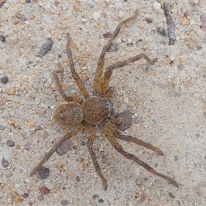 Neosparassus sp. (genus) (Badge huntsman) at Borough, NSW - 20 Feb 2025 by Paul4K