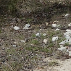 Pseudonaja textilis (Eastern Brown Snake) at Borough, NSW - 20 Feb 2025 by Paul4K