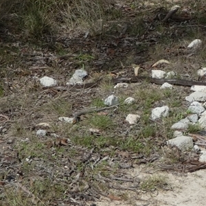 Pseudonaja textilis (Eastern Brown Snake) at Borough, NSW - 20 Feb 2025 by Paul4K