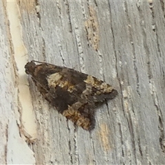 Asthenoptycha sphaltica and nearby species at Borough, NSW - suppressed