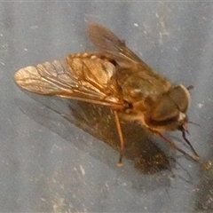 Tabanidae (family) (Unidentified march or horse fly) at Borough, NSW - 21 Feb 2025 by Paul4K