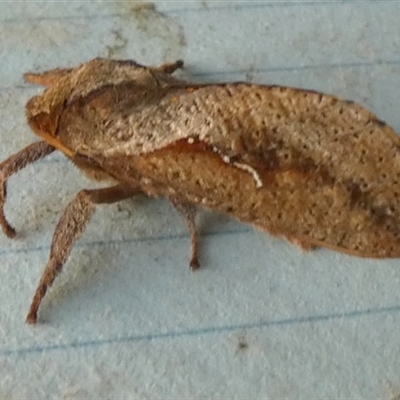 Elhamma australasiae (A Swift or Ghost moth (Hepialidae)) at Borough, NSW - 21 Feb 2025 by Paul4K