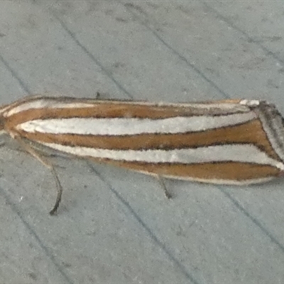 Hednota bivittella (Webworm) at Borough, NSW by Paul4K