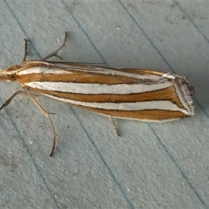 Hednota bivittella at Borough, NSW - suppressed