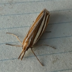 Hednota bivittella at Borough, NSW - suppressed