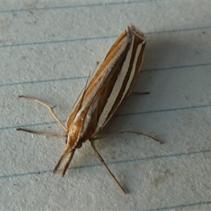 Hednota bivittella at Borough, NSW - suppressed