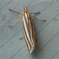 Hednota bivittella at Borough, NSW - suppressed