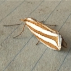 Hednota bivittella at Borough, NSW - suppressed