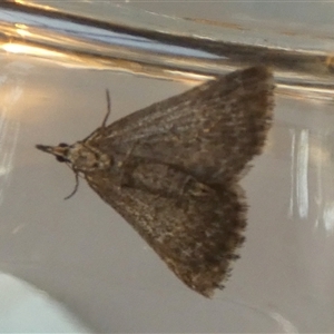 Dichromodes (genus) at Borough, NSW - suppressed