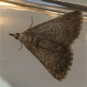 Dichromodes (genus) at Borough, NSW - suppressed