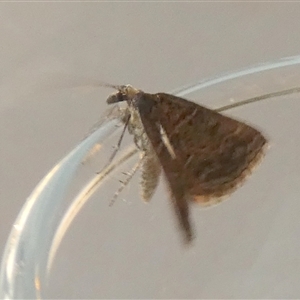 Dichromodes (genus) at Borough, NSW - suppressed