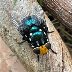 Amenia imperialis at South Durras, NSW - 19 Feb 2025 by Pirom