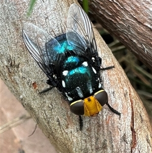 Amenia sp. (genus) at South Durras, NSW - 19 Feb 2025 11:18 AM