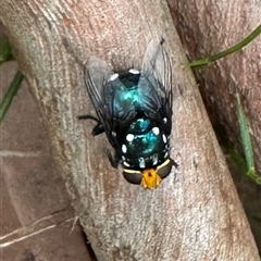 Amenia sp. (genus) at South Durras, NSW - 19 Feb 2025 11:18 AM