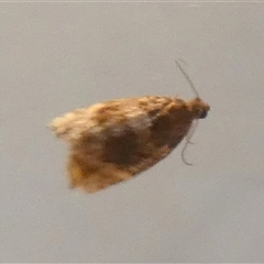 Tortricinae (subfamily) (A tortrix moth) at Borough, NSW by Paul4K