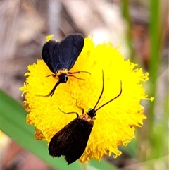 Pollanisus subdolosa or other (A Forester moth) at Mittagong, NSW - 21 Feb 2025 by Aussiegall