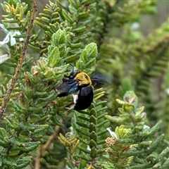 Xylocopa sp. (A Carpenter Bee) at Kakadu, NT - 8 Feb 2025 by HelenCross