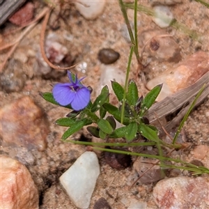 Unidentified Other Wildflower or Herb at Kakadu, NT - 8 Feb 2025 by HelenCross