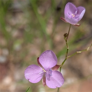 Murdannia graminea at Kakadu, NT - 8 Feb 2025 12:30 PM