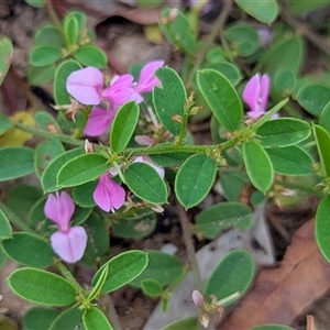 Unidentified Pea at Kakadu, NT - 8 Feb 2025 by HelenCross