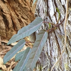 Unidentified Climber or Mistletoe by MazzV