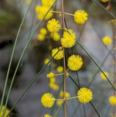 Unidentified Wattle at Kakadu, NT - 8 Feb 2025 by HelenCross