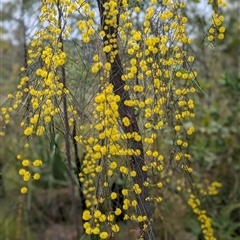 Acacia alleniana at Kakadu, NT - 8 Feb 2025 12:22 PM