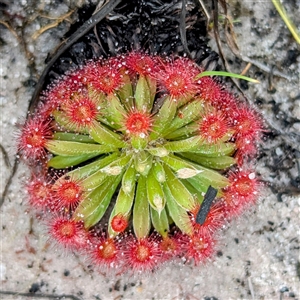 Drosera sp. at Kakadu, NT - 6 Feb 2025 by HelenCross