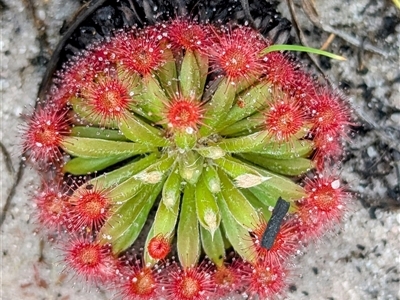 Drosera sp. at Kakadu, NT - 6 Feb 2025 by HelenCross