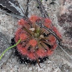Drosera sp. at Kakadu, NT - 6 Feb 2025 04:55 PM