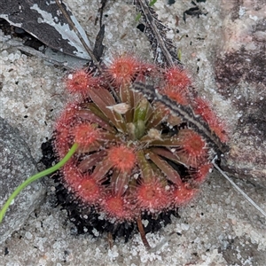 Drosera (genus) at Kakadu, NT - 6 Feb 2025 04:55 PM