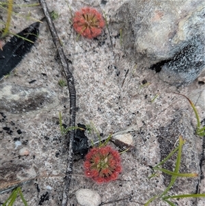 Drosera sp. at Kakadu, NT - 6 Feb 2025 04:55 PM
