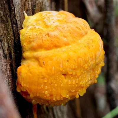 Piptoporus australiensis (Curry Punk) at Moruya, NSW - 21 Feb 2025 by LisaH