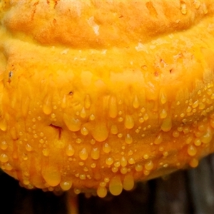 Piptoporus australiensis at Moruya, NSW - suppressed