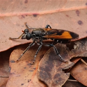 Unidentified True fly (Diptera) by LisaH